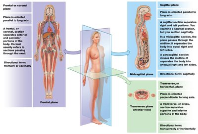 Sectional planes: frontal, sagittal, transverse