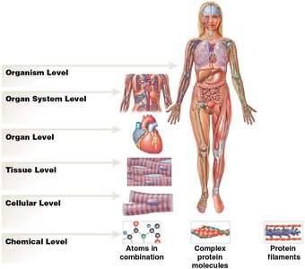 Levels of organization in the human body