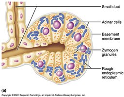 Anatomy & Physiology Digestive System Study Guide | Notes