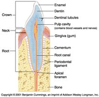 Anatomy & Physiology Digestive System Study Guide | Notes