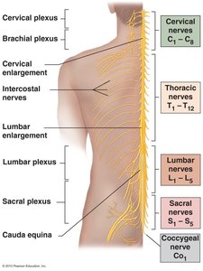 Spinal cord and nerve roots