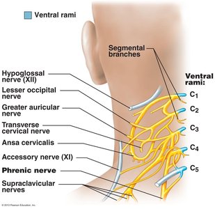 Cervical plexus and phrenic nerve