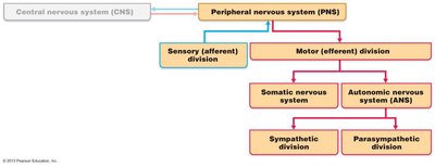 Diagram of CNS and PNS divisions