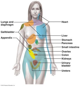 Diagram of referred pain regions