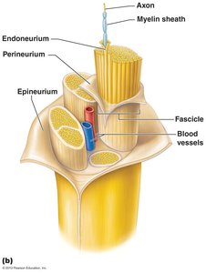 Structure of a nerve with connective tissue coverings
