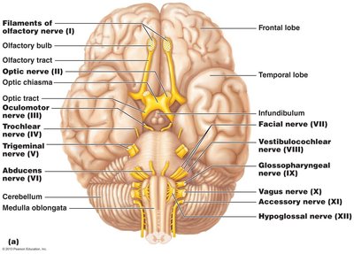 Cranial nerves and their brainstem origins
