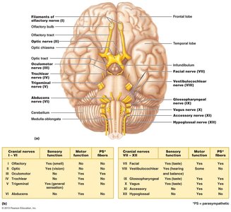 Cranial nerves with summary table