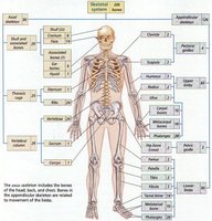 Diagram of axial and appendicular skeleton divisions