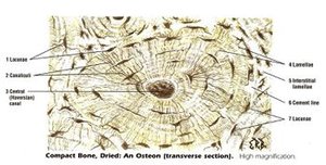 Microscopic view of compact bone osteon
