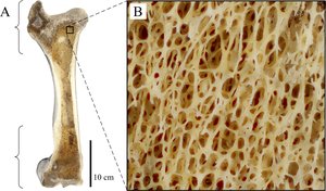 Spongy bone structure