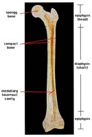 Long bone structure diagram
