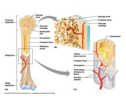 Diaphysis and epiphysis of long bone