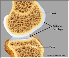 Articular cartilage at joint surface