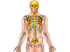 Posterior view of skeleton highlighting protective functions