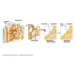 Osteoblasts secreting bone matrix