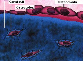 Osteocytes in lacunae