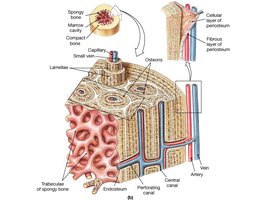 Structure of compact bone
