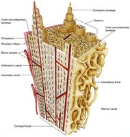 Osteon structure in compact bone