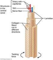 Lamellae and collagen fiber orientation