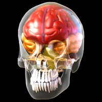 Cranium protecting the brain