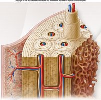 Compact bone cross-section