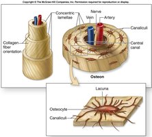Compact bone with osteons