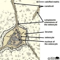 Canaliculi connecting osteocytes