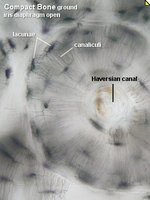 Types of lamellae in compact bone