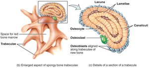 Lamellae arrangement in spongy bone