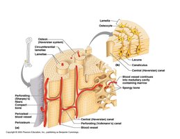 Comparison of compact and spongy bone structure