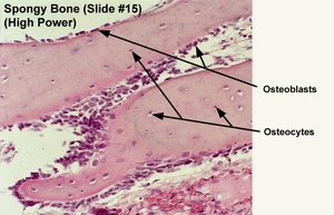 Spongy bone cells
