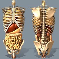 Thoracic cage and pelvic girdle protecting organs