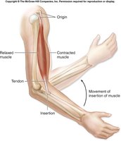 Muscle contraction moving forearm bone