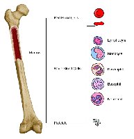 Bone marrow and blood cell formation