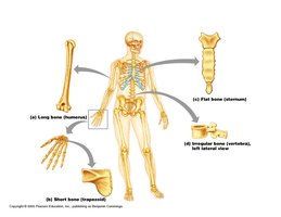 Diagram of bone shapes