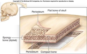 Examples of bone shapes in the skeleton