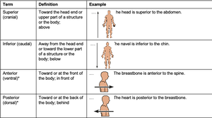 Examples of anatomical directional terms (superior, inferior, anterior, posterior)