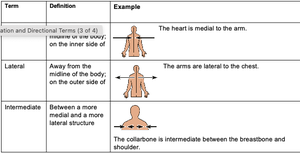 Examples of anatomical directional terms (medial, lateral, intermediate)