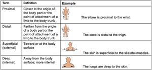 Examples of anatomical directional terms (proximal, distal, superficial, deep)