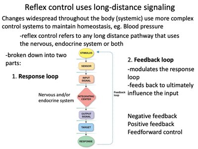 Reflex control: long-distance signaling