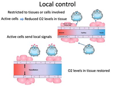 Local control: vasodilation and oxygen restoration