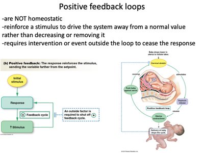 Positive feedback loop: childbirth