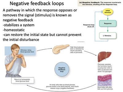 Negative feedback loop: blood glucose regulation