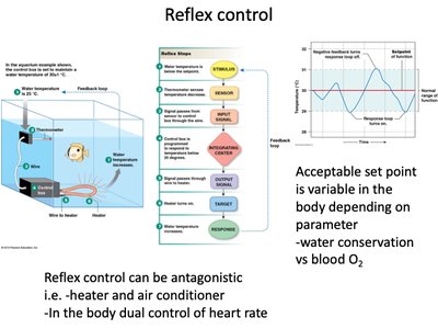 Reflex control: antagonistic regulation and set points