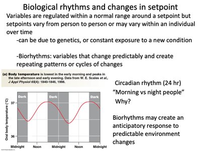 Biological rhythms: circadian cycle and set point changes