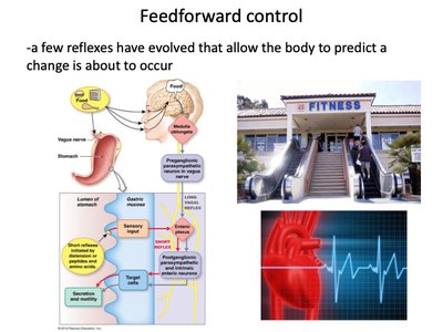 Feedforward control: anticipatory physiological changes
