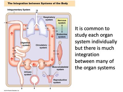 Integration between organ systems