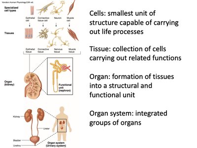 Hierarchy: cells, tissues, organs, organ systems