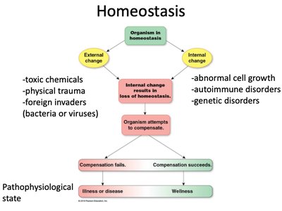 Homeostasis flowchart: compensation and disease