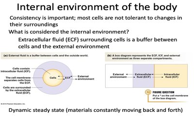 ECF as buffer and dynamic steady state